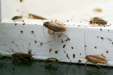 Gel anti-cafards BLATTARIA® efficace contre les blattes